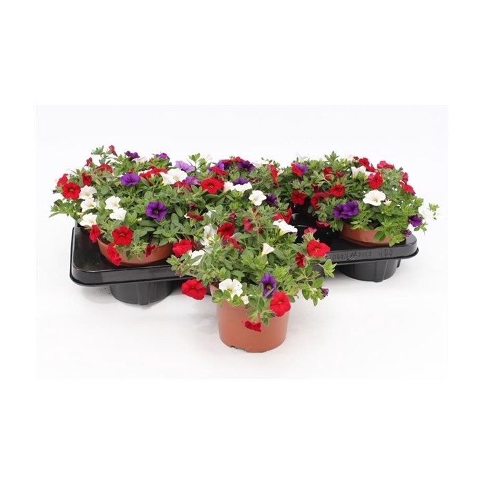 <h4>Calibrachoa "Café de Paris" Tricolor Red/Blue/White</h4>