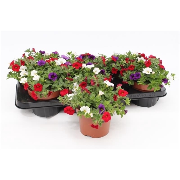 <h4>Calibrachoa "Café de Paris" Tricolor Red/Blue/White</h4>