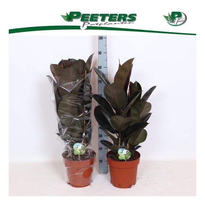 <h4>FIC EL ABIDJAN</h4>