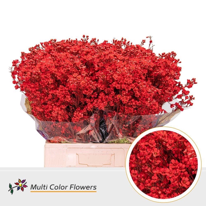 Chamelaucium DYED Red