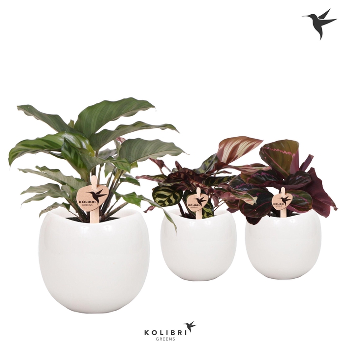 <h4>Kolibri Greens Calathea mix in Bowl pot white</h4>