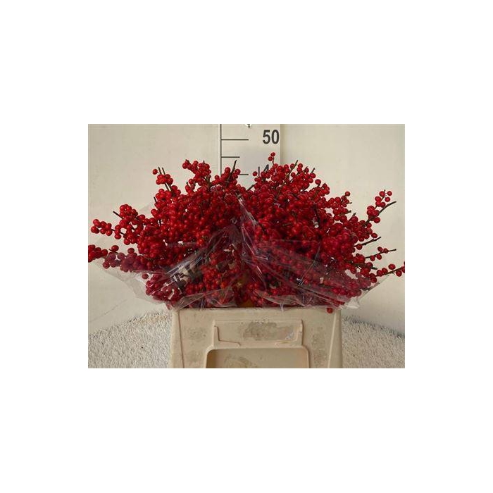 <h4>Ilex Ve Rode Bes</h4>