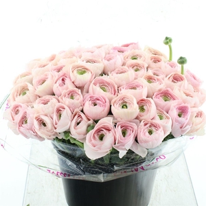 Ran Su Sr Favola Super Giga