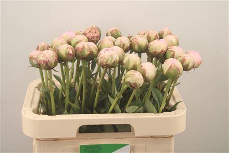 <h4>Paeo L Pillow Talk</h4>