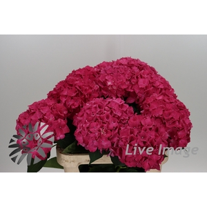 Hydrangea rodeo red