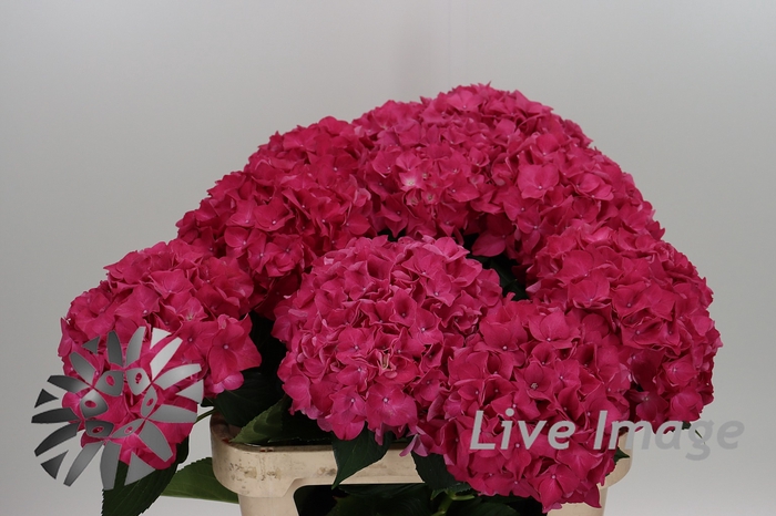 <h4>Hydrangea rodeo red</h4>