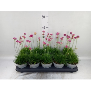 Armeria maritima