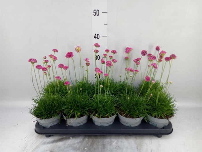 <h4>Armeria maritima</h4>