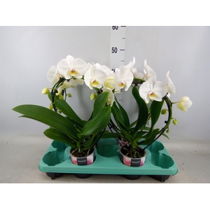 Phalaenopsis   ...white