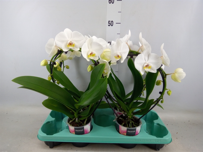 <h4>Phalaenopsis   ...white</h4>