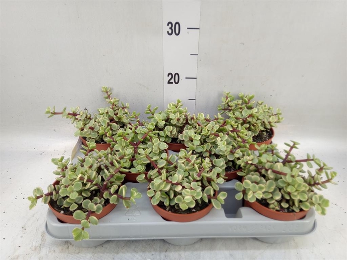 <h4>Portulacaria afra 'Variegata'</h4>