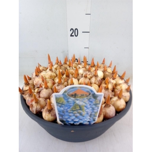 Muscari  'Cool Blues'