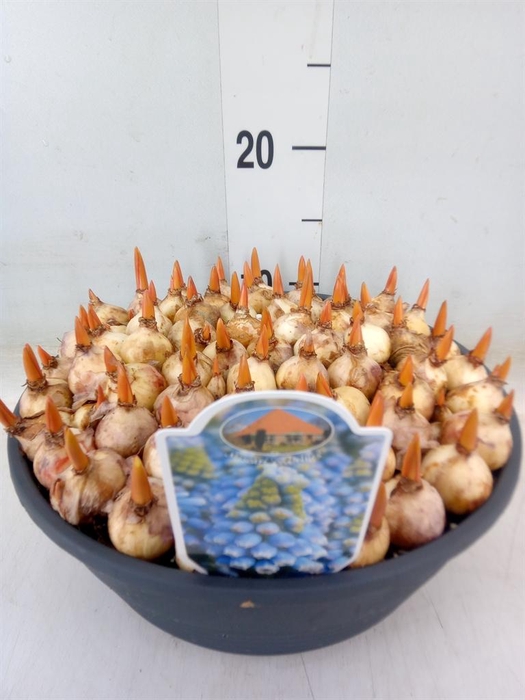 <h4>Muscari 'Cool Blues'</h4>