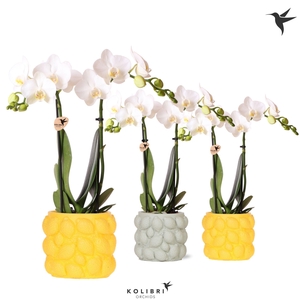 Kolibri Orchids Phalaenopsis white 2 spike in Citrus pot mix