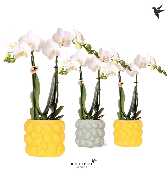 <h4>Kolibri Orchids Phalaenopsis white 2 spike in Citrus pot mix</h4>