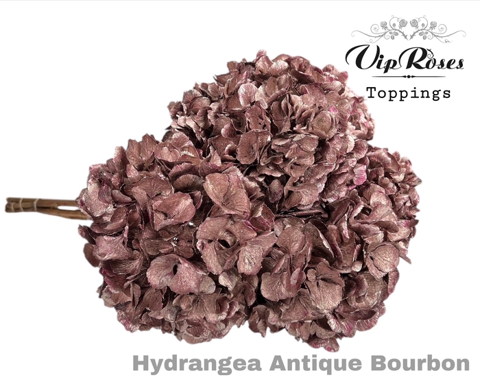 DRIED HYDRANGEA ANTIQUE BOURBON