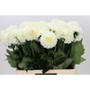 Dahlia Boom Boom White