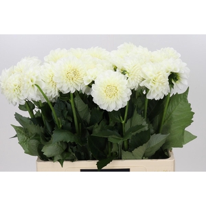Dahlia Boom Boom White