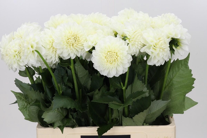 <h4>Dahlia Boom Boom White</h4>
