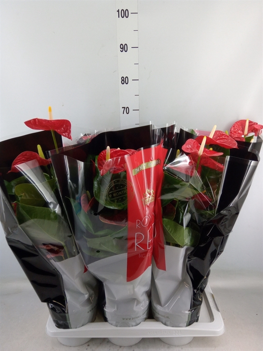 <h4>Anthurium andr. 'Madural'</h4>