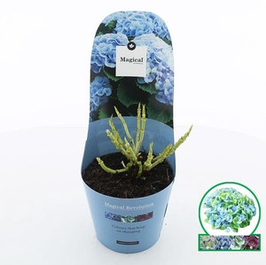 Hydrangea macr. Magical® 'Revolution'® Blauw C2 (17cm.) Potcover