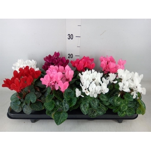 Cyclamen KL 'Carino'