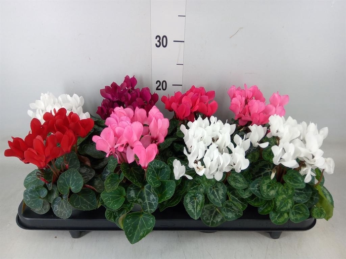 <h4>Cyclamen KL 'Carino'</h4>