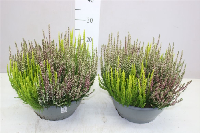 <h4>Calluna Beauty Ladies Trio Schaal</h4>