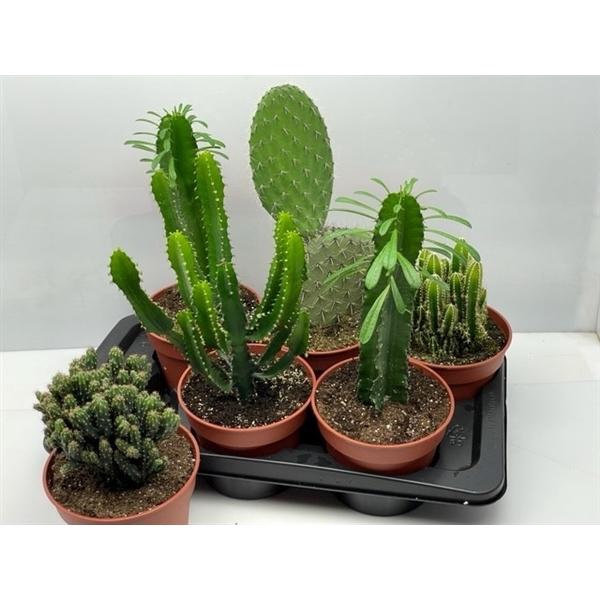 <h4>Cactus gemengd</h4>