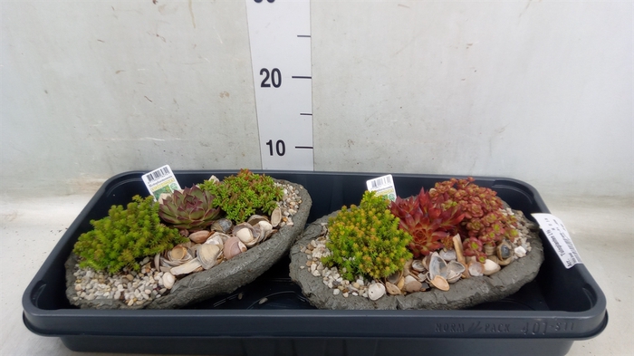 <h4>Arr.   Tuinplanten L%</h4>
