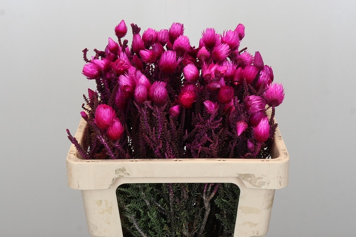 <h4>Kaaps Groen Phaenocoma Pink</h4>