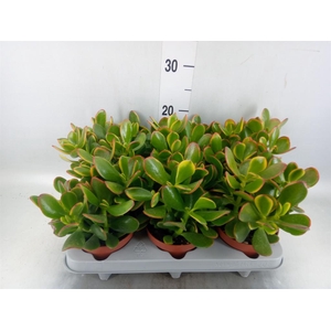 Crassula ovata 'Sunset'