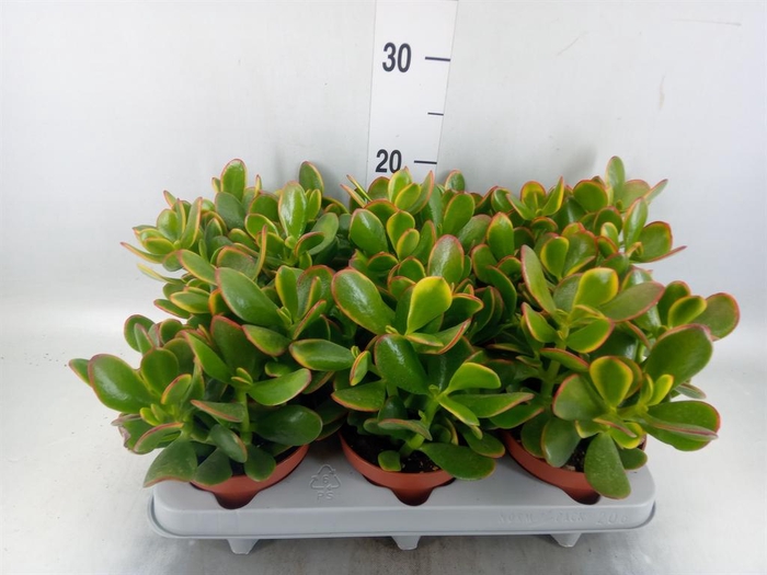 <h4>Crassula ovata 'Sunset'</h4>