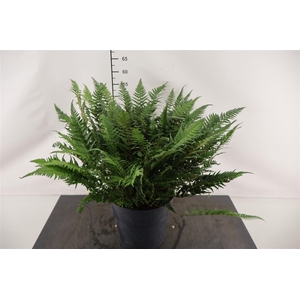 Asplenium Polystichum 24 Cm. Pot