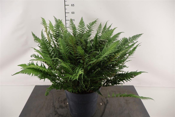 <h4>Asplenium Polystichum 24 Cm. Pot</h4>