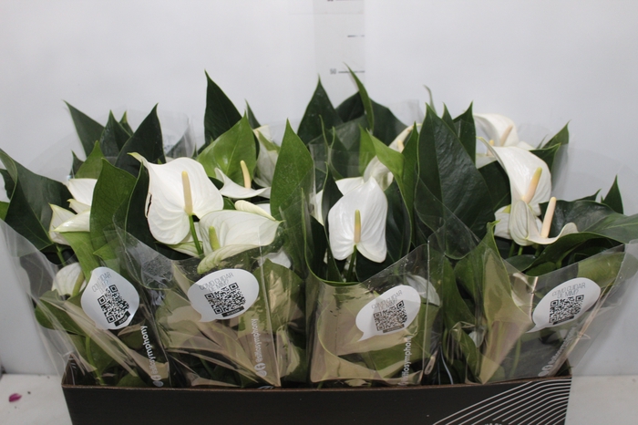 <h4>ANTHURIUM WHITE WINNER P15 BRANCO</h4>