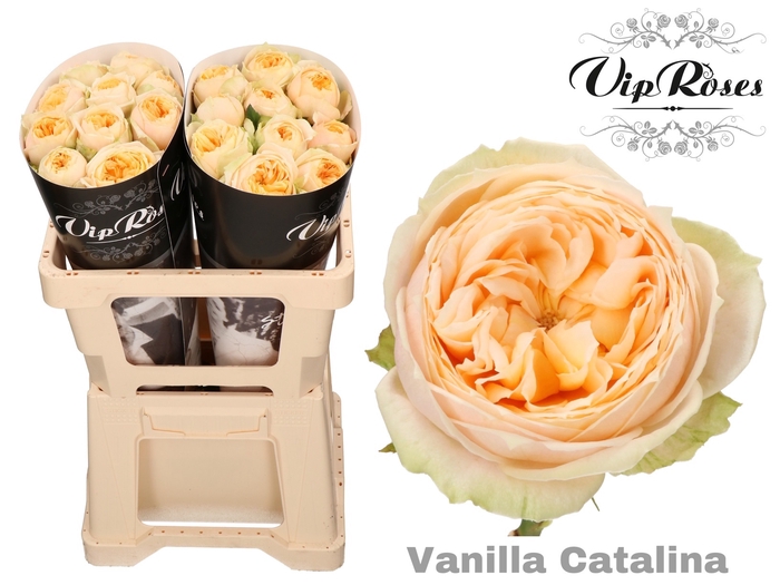 R GR VANILLA CATALINA