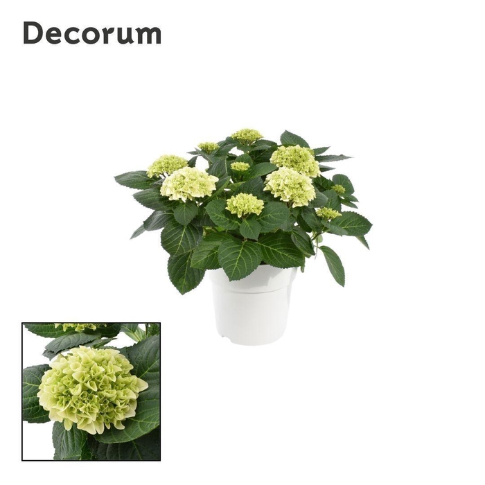<h4>Hydrangea Bol White 7 - 12 kop in gekleurde sierpot (Decorum)</h4>