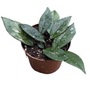 hoya carnosa stardust
