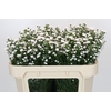 Aster White Gypsy