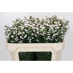 Aster White Gypsy