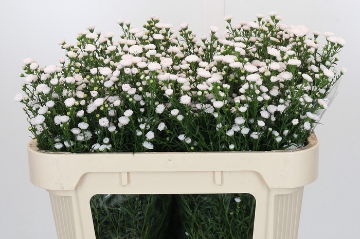 Aster White Gypsy