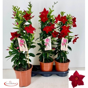 MANDE RIO GRANDE SCA stock