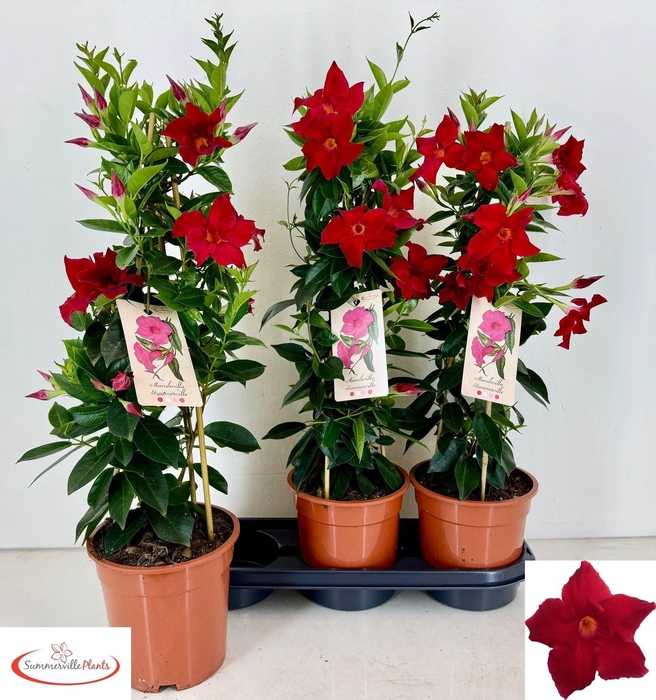 <h4>MANDE RIO GRANDE SCA stock</h4>