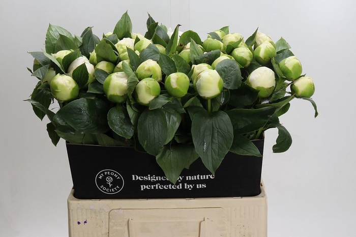 <h4>Paeonia Bridal Gown</h4>