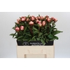 Paeonia Gardenia