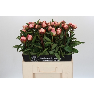 Paeonia Gardenia
