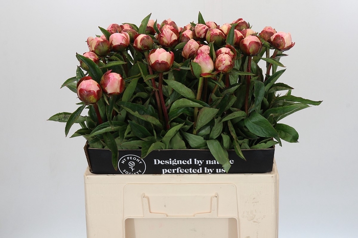 <h4>Paeonia Gardenia</h4>
