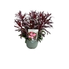 Gaura Belleza Dark Pink