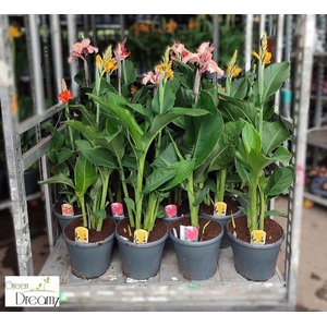 CANNA CANNOVA GEM